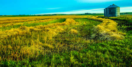 Plowed hay and silos, Rockyford County, Alberta, Canadaの写真素材