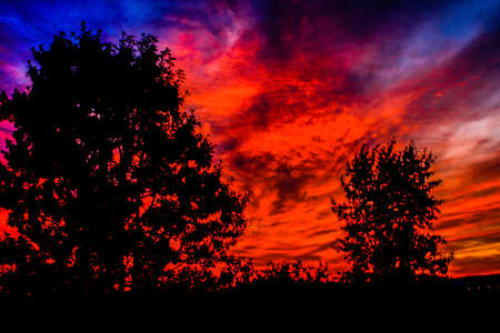 Trees silhouetted by a red sky in the morning, Springbank, Alberta, Canadaの写真素材