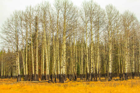 Stand of silver birch, Alberta,の写真素材