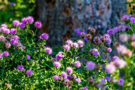 Cluster of thistle wildflowers, Banff National Park, Alberta, Canadaの写真素材