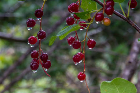 Ice covered berries, Banff National Park, Alberta, Canada