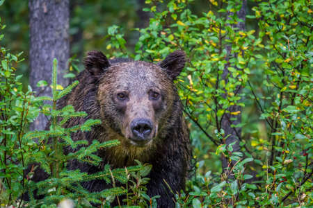 Grizzly peering through the brush, Banff National Park, Alberta, Canadaの写真素材
