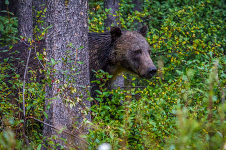 Grizzly on the prowl , Banff National Park, Alberta, Canadaの写真素材
