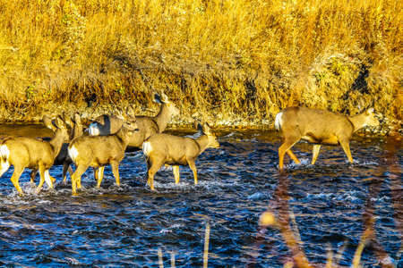 Mule deer fording a river, Lundbeck Falls Provincial Recreation Area, Alberta, Canadaの写真素材