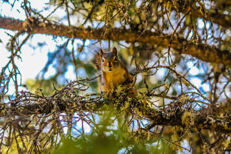 Red squirrel on the look out, Riding Mountain National Park, Alberta, Canada