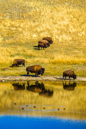 bison by a pond, Waterton Lakes National Park, Alberta, Canada