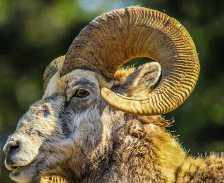 Big horn ram, Banff National Park, Alberta, Canadaの写真素材