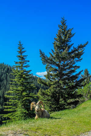 Big horns resting on a hill side, Banff National Park, Alberta, Canadaの写真素材