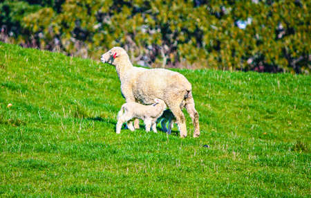 Ewe and lambs in a pasture, Auckland, New Zealandの写真素材