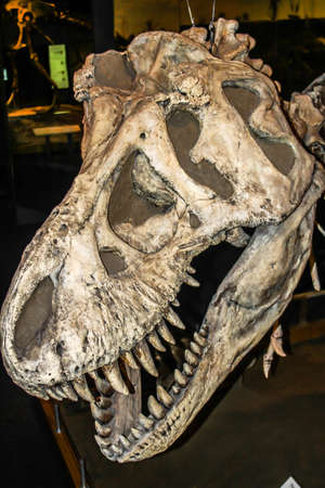 Tyrannosaurus Rex, Royal Tyrell Museum, Drumheller, Alberta, Canadaのeditorial素材