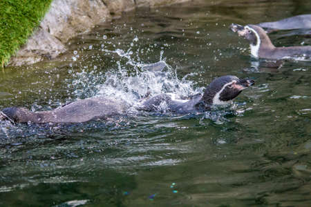 Humbolt penguins, Calgary Zoo, Calgary, Alberta, Canadaの写真素材