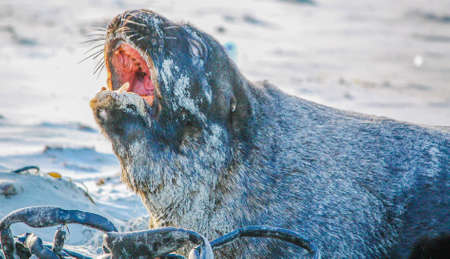 Australasian Fur seal on the beach and in the ocean, Otago, New Zealand