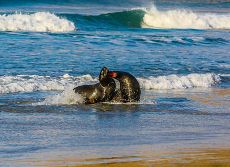 Australasian Fur seal on the beach and in the ocean, Otago, New Zealandの写真素材