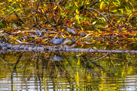 American dipper, mount Lorrette Ponds, Kananasksis County, Alberta, Canadaの写真素材