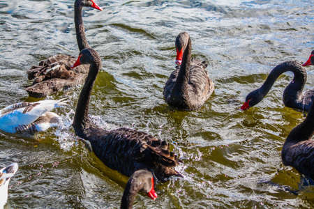 Black Swan, Western Springs, Auckland, New Zealand