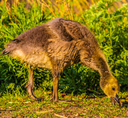 Canada Goose, Frank Lake, Alberta, Canadaの写真素材