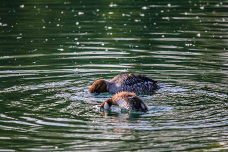 Golden eye, Frank Lake, Alberta, Canadaの写真素材