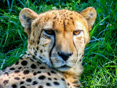 Cheetah laying in the shade, Auckland Zoo, Auckland, New Zealand