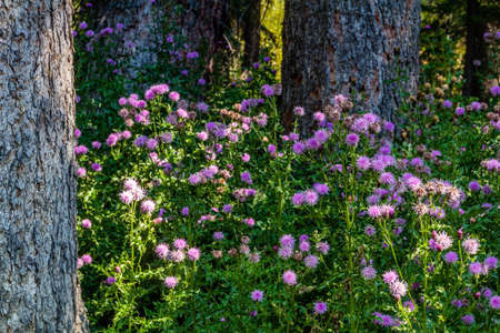Wildflowers in full bloom, Banff national Park, Alberta, Canadaの写真素材