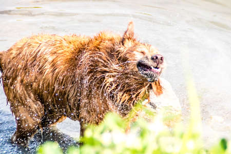 rust coloured pure bred golden retreiver takes a swim in various lakes and ponds while on his walkd