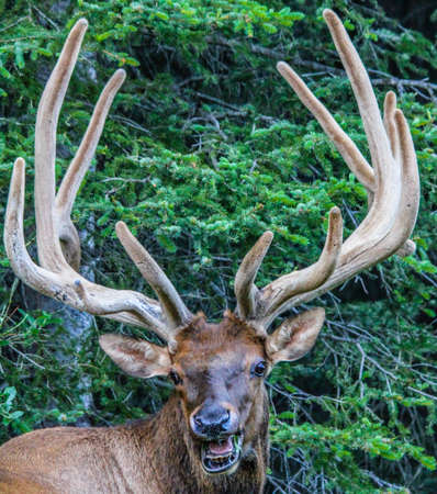 Elk in various stages of posing found in the wild in banff National Parkの写真素材
