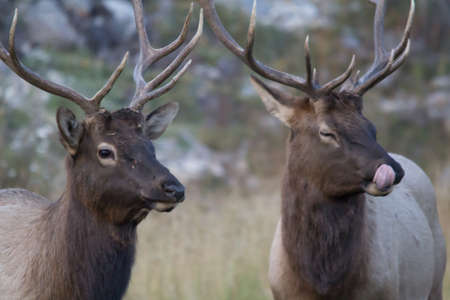 Elk in various stages of posing found in the wild in banff National Parkの写真素材