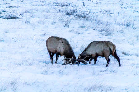 two bull elk take time out from foraging for food to get in some sparing practice dueing the winter in the snowの写真素材