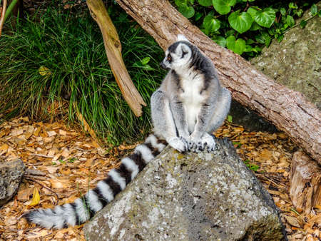 ring tailed lemur playing among the trees and around his feeding areaの写真素材