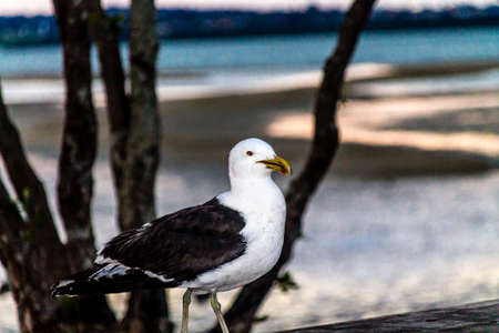 A lone sea gull posses for a few shots while it sits among the trees on the beach