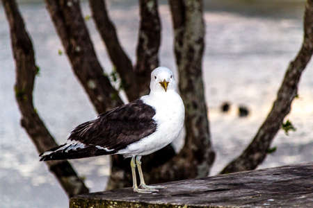 A lone sea gull posses for a few shots while it sits among the trees on the beachの写真素材