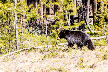 A bear cub along with it's family forages for something to eat along the raodside int he park