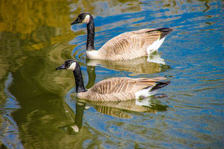Canada goose takes flight, Frank Lake, Alberta, Canadaの写真素材