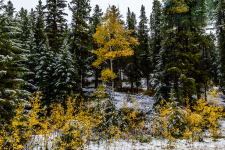 A drive along tyhe scenic Bow Valley Parkway in Banff will give you plenty to look at right out your car windowの写真素材