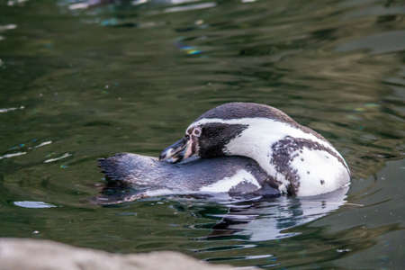 humbolt penguins frolic in the water and on landの写真素材