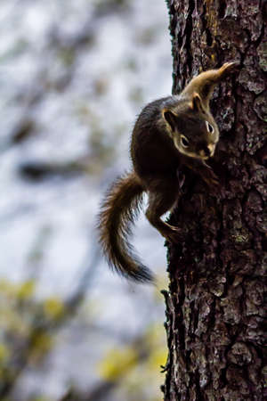 red squirrel keeps an eye on the photographer from his treeの写真素材