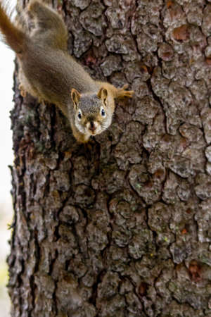 red squirrel keeps an eye on the photographer from his treeの写真素材