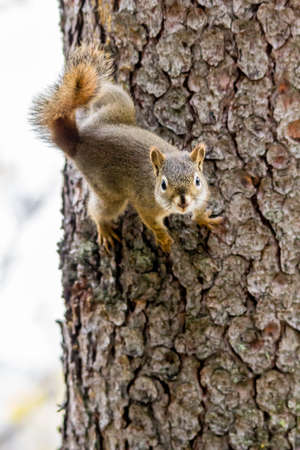red squirrel keeps an eye on the photographer from his treeの写真素材
