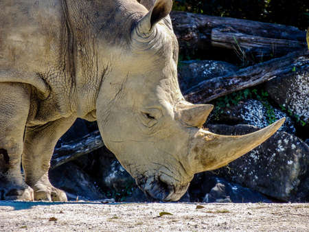 a southern white rhino walks around his territory making sure everything is ok