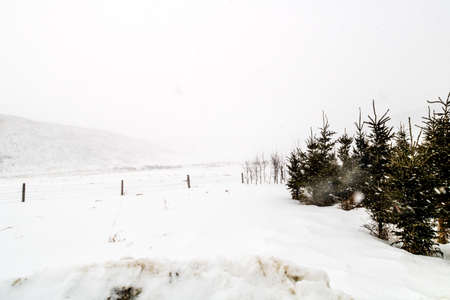 A snowy blustery day in Rockyview County, Alberta, Canadaの写真素材