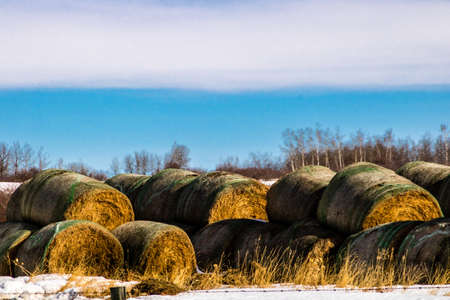 Haybales in the snowy field wating for the cows, Springbank, Alberta, Canadaの写真素材