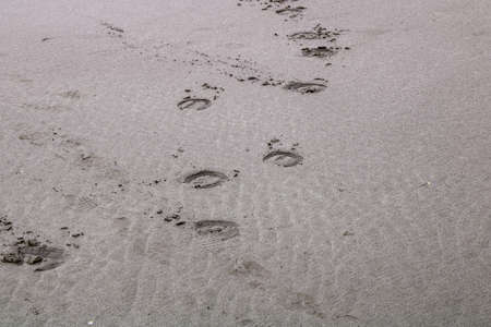 Tracks in the sand on Murawai Beach, Auckland, New Zealand