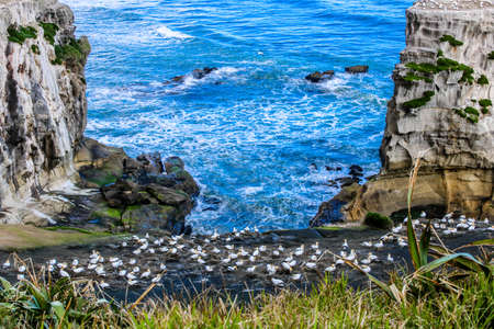 First Gannets rewturn to Murawai Beach to start nesting, , Auckland, New Zealandの写真素材