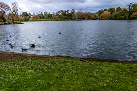 Western Springs Pond is home to many species of ducks and waterfowl, , Auckland, New Zealandの写真素材