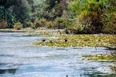A tour around the reserve, Dunham Point Reserve, Kinleith, New Zealand