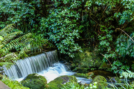 Walkways, flowers, trees and streams make for a pleasant walk through the Pukeiti Gardens, Taranaki,...