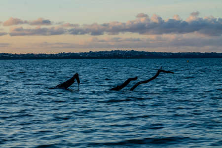 Scenes from the beach, Point Chevier, Auckland, New Zealandの写真素材