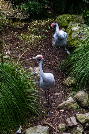 Brolga check out their compound while walking about. Auckland Zoo, Auckland, New Zealandの写真素材