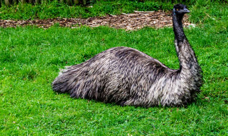 Emu takes time to rest in the grass. Auckland Zoo, Auckland, New Zealand