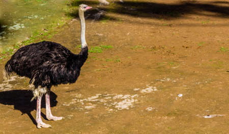 Ostrich keeps a waery eye out.. Auckland Zoo, Auckland, New Zealand