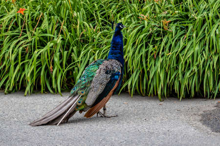 Peacock struts his stuff. Calgary Zoo, Calgary, Alberta, Canadaの写真素材
